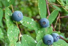 Pacific Northwest woods are home to over a dozen species of huckleberries which is a seasonal plant that generally grows between July and September.