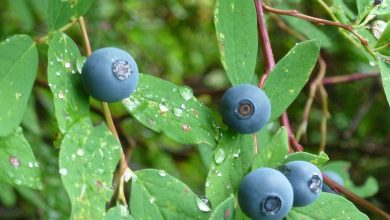 Pacific Northwest woods are home to over a dozen species of huckleberries which is a seasonal plant that generally grows between July and September.