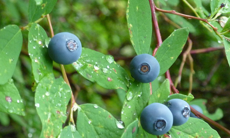 Pacific Northwest woods are home to over a dozen species of huckleberries which is a seasonal plant that generally grows between July and September.