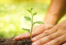 10 important facts everyone should know about tree planting