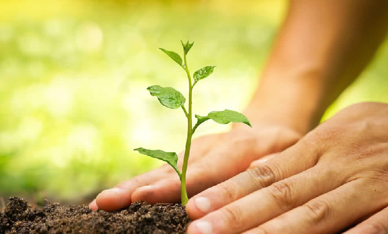 10 important facts everyone should know about tree planting