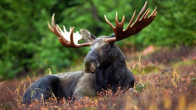 7 unknown facts about moose Everyone should know