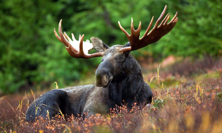 7 unknown facts about moose Everyone should know