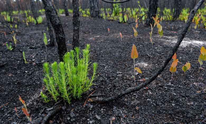 fire induced sprouts