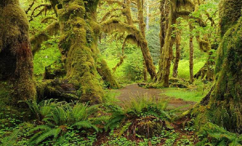 hoh rainforest olympic national park washington