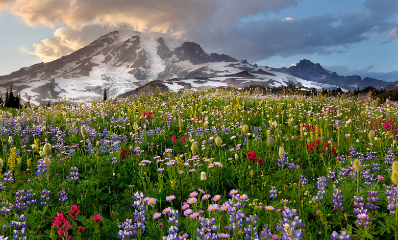 mount rainier national park washington