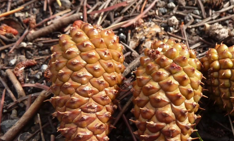 serotinous cones