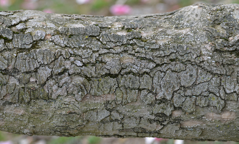 thick bark