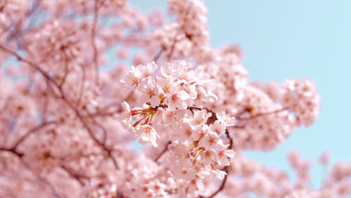 Cherry blossom and climate change: Early sakura are harbingers of more changes to come