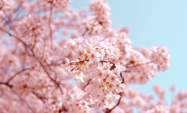 Cherry blossom and climate change: Early sakura are harbingers of more changes to come