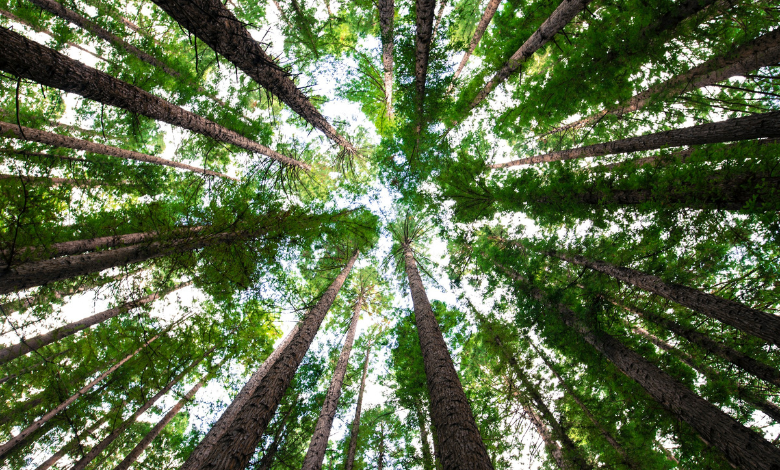 Discover how trees survive after a fire