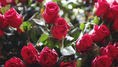 Global rose industry in peril: Climate change threatening a key element of Valentine's Day