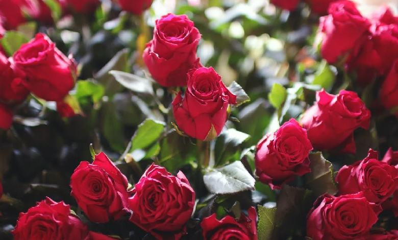 Global rose industry in peril: Climate change threatening a key element of Valentine's Day