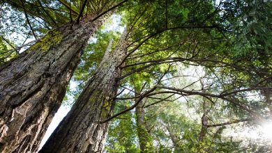 Nature's Guardians: Exploring How Trees Play a Vital Role in Mitigating Climate Change