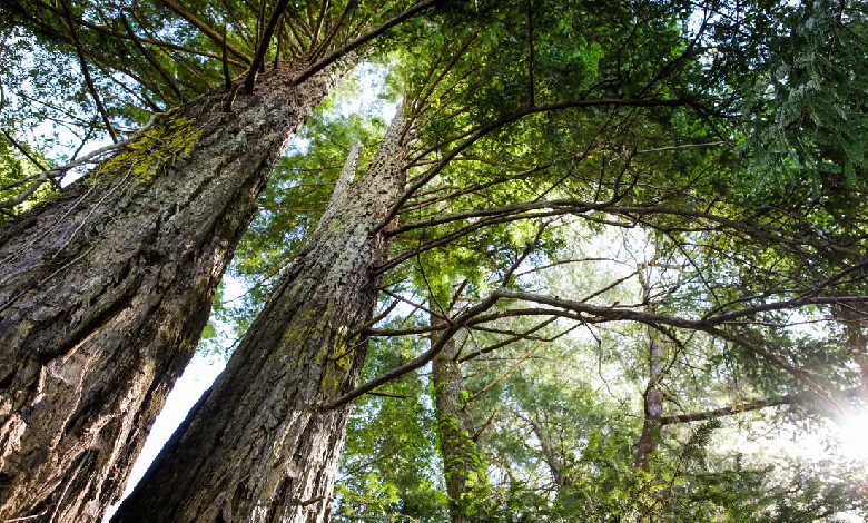 Nature's Guardians: Exploring How Trees Play a Vital Role in Mitigating Climate Change