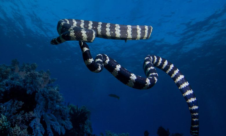 belchers sea snake hydrophis belcheri