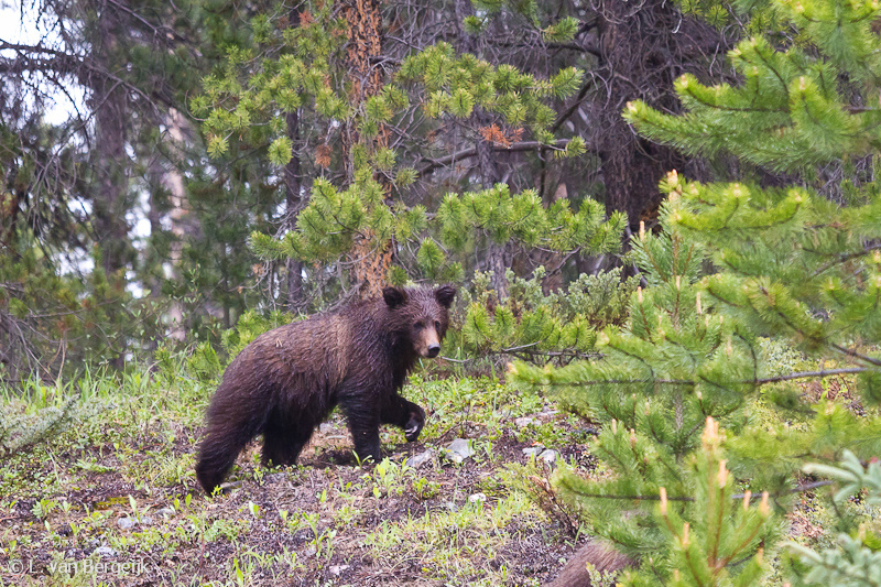 black bear ursus americanus