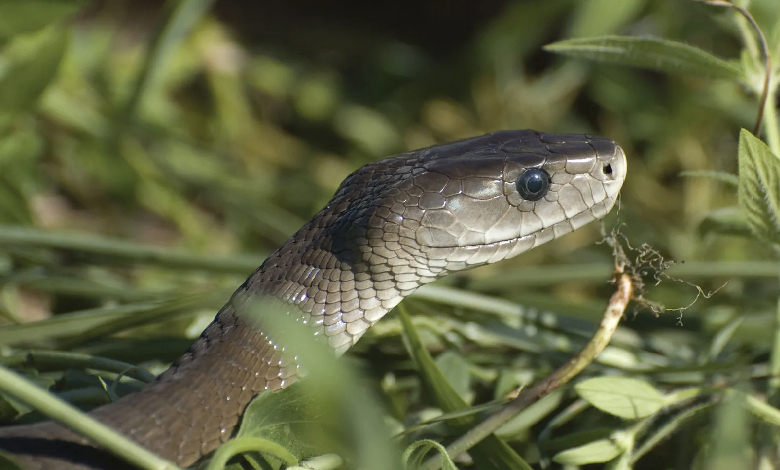 black mamba dendroaspis polylepis