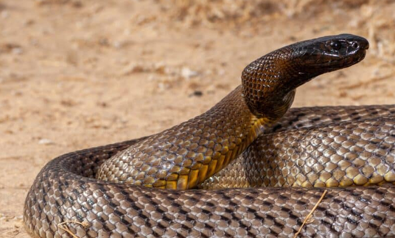 coastal taipan oxyuranus scutellatus