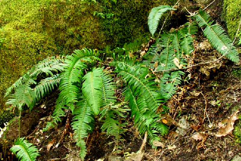 Western Sword Fern (Polystichum munitum)