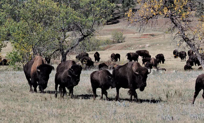 custer state park