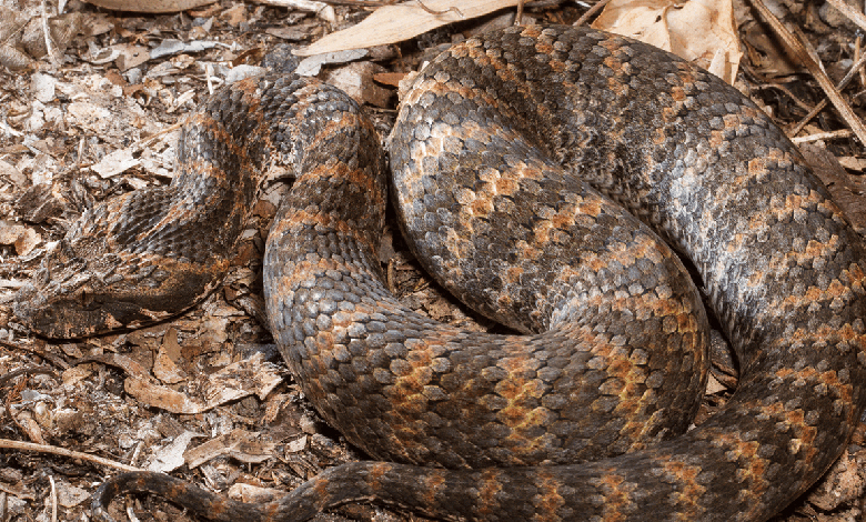 death adder acanthophis antarcticus