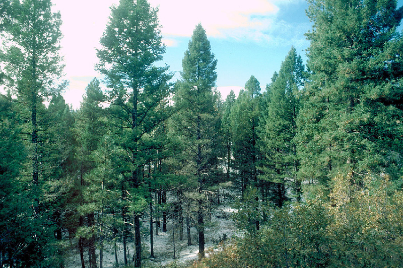 douglas fir pseudotsuga menziesii