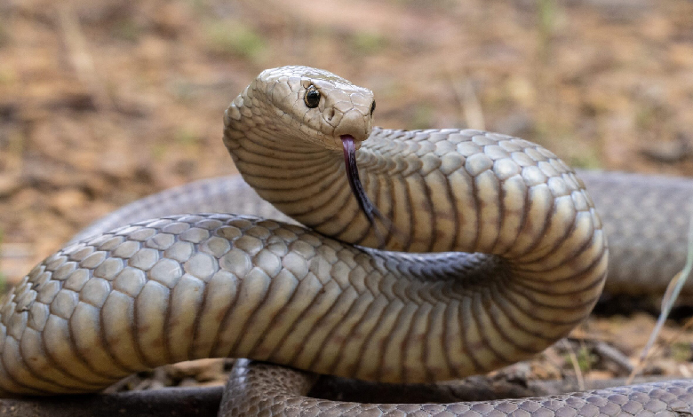 eastern brown snake pseudonaja textilis