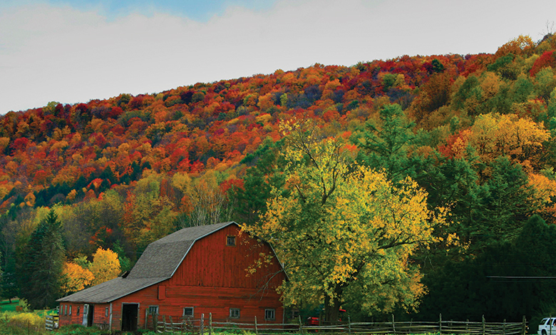 fall foliage