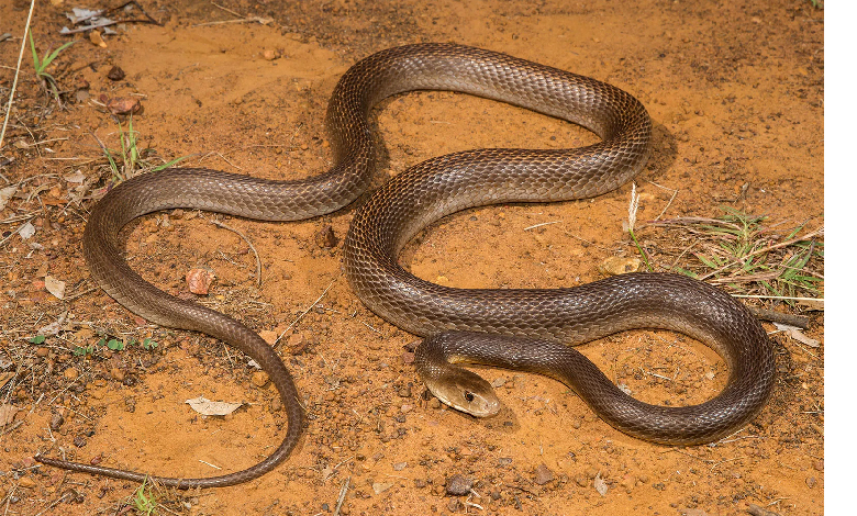 inland taipan oxyuranus microlepidotus