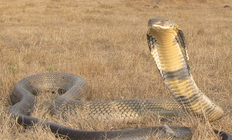 king cobra ophiophagus hannah