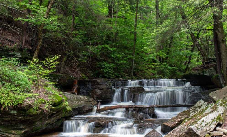 oldest national forest in pennsylvania