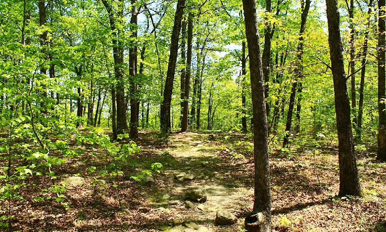 oldest national forest in the south