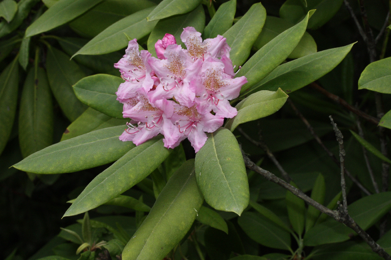 pacific rhododendron rhododendron macrophyllum