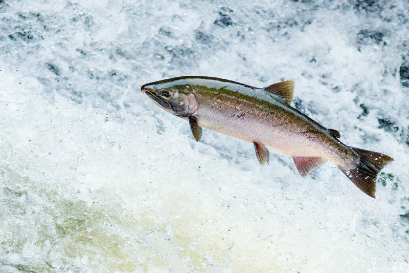 Coho Salmon (Oncorhynchus kisutch)