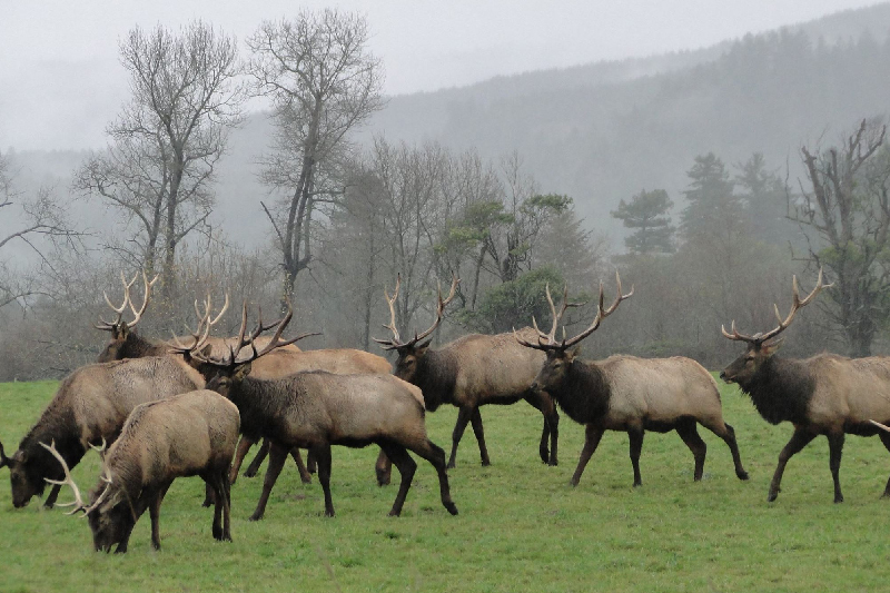 roosevelt elk cervus canadensis roosevelti