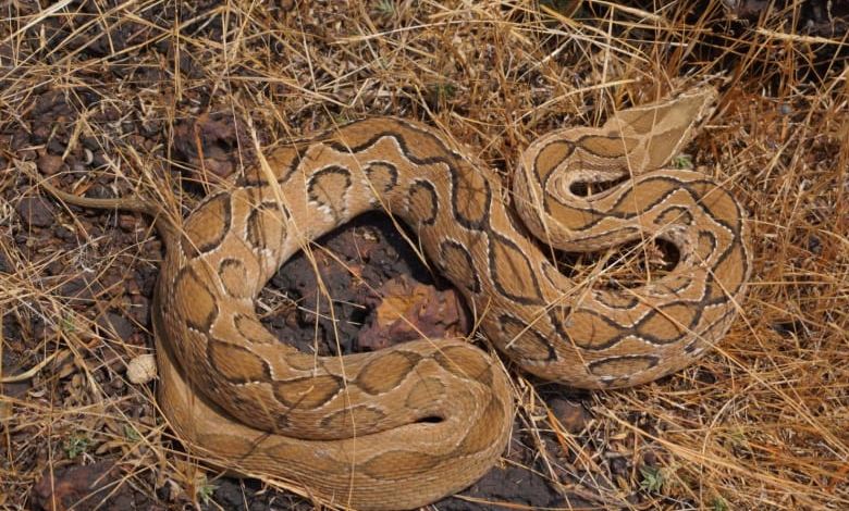 russells viper daboia russelii