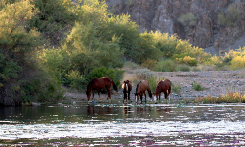 salt river