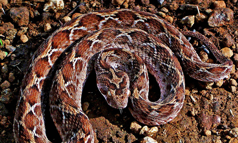 saw scaled viper echis carinatus