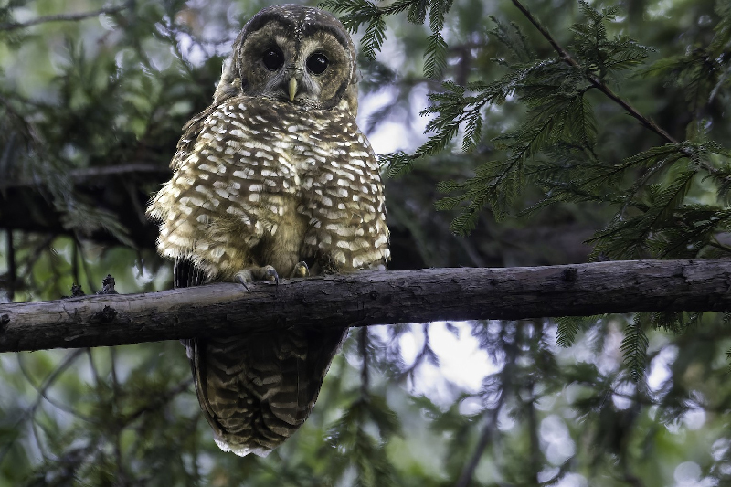 spotted owl strix occidentalis