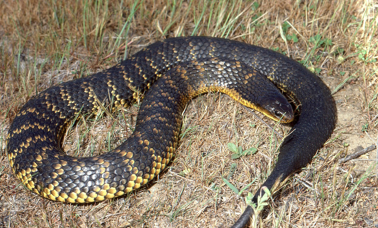 tiger snake notechis scutatus