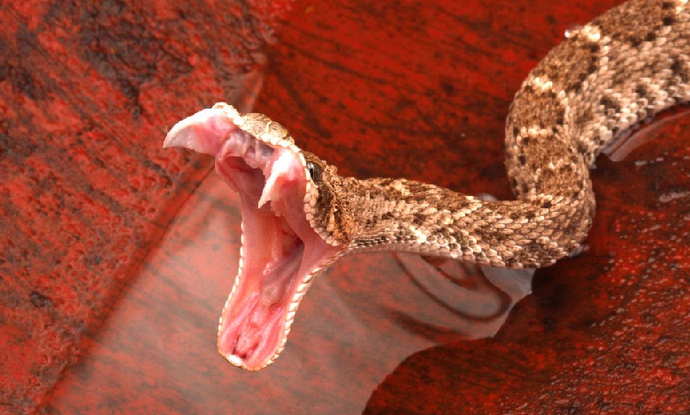 understanding rattlesnake behavior