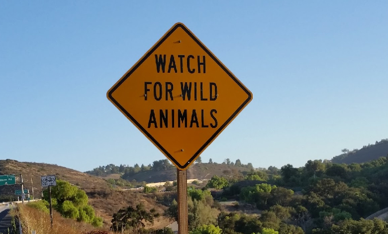 watch out for wildlife