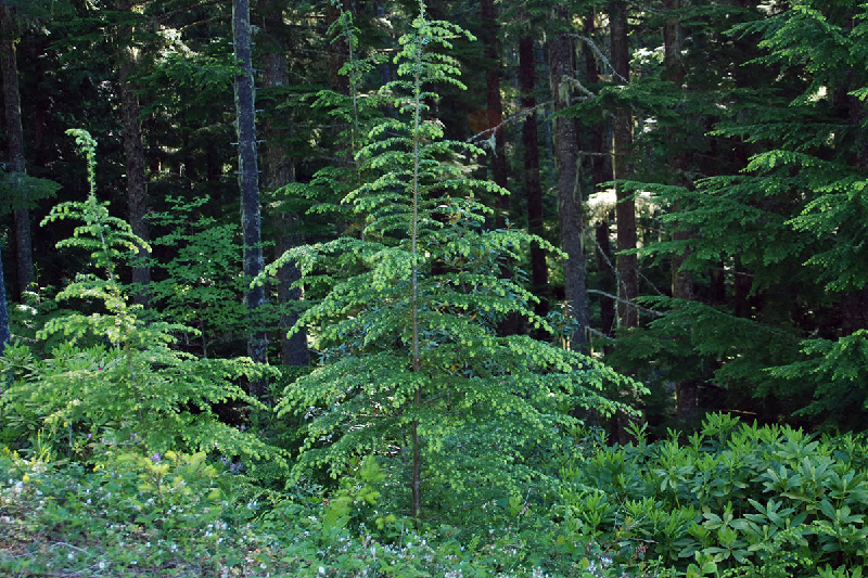 western hemlock tsuga heterophylla