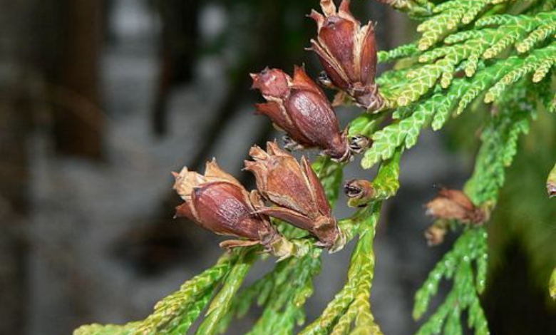 western red cedar thuja plicata 1