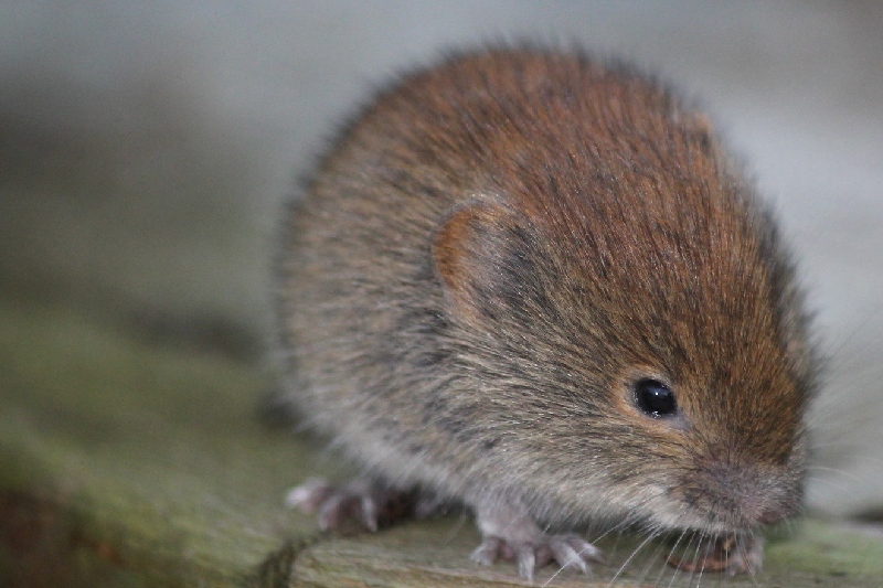 Red-backed Vole (Myodes gapperi)