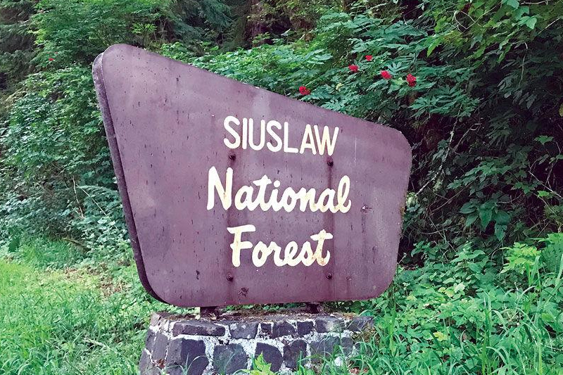 Discover 10 plants and animals found in the Siuslaw National Forest