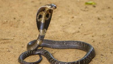 Explore top 10 venomous snakes in the world
