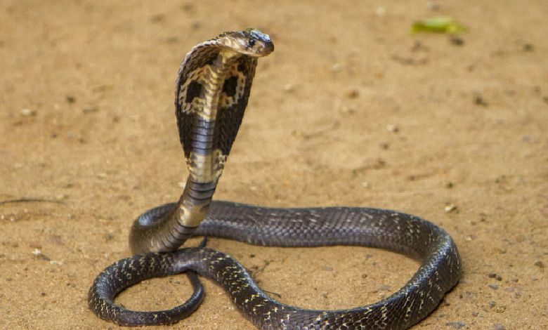 Explore top 10 venomous snakes in the world