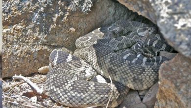 Important things to know while mapping rattlesnake dens